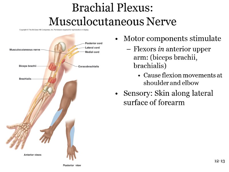 12-13 Brachial Plexus: Musculocutaneous Nerve Motor components stimulate Flexors in anterior upper arm: (biceps